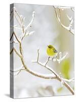 Pine Warbler Perching on Branch in Winter, Mcleansville, North Carolina, USA-Gary Carter-Stretched Canvas