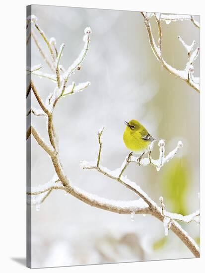Pine Warbler Perching on Branch in Winter, Mcleansville, North Carolina, USA-Gary Carter-Stretched Canvas