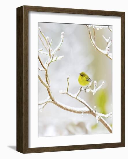 Pine Warbler Perching on Branch in Winter, Mcleansville, North Carolina, USA-Gary Carter-Framed Photographic Print