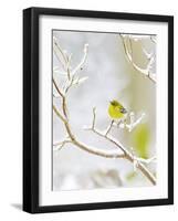 Pine Warbler Perching on Branch in Winter, Mcleansville, North Carolina, USA-Gary Carter-Framed Photographic Print