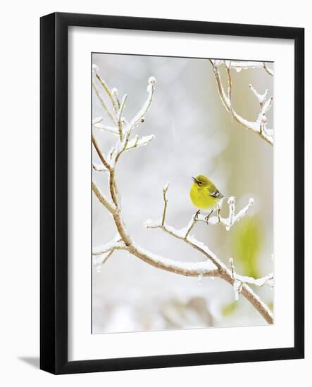 Pine Warbler Perching on Branch in Winter, Mcleansville, North Carolina, USA-Gary Carter-Framed Photographic Print