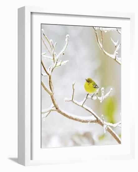 Pine Warbler Perching on Branch in Winter, Mcleansville, North Carolina, USA-Gary Carter-Framed Photographic Print