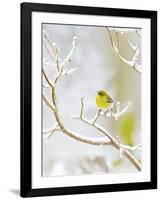 Pine Warbler Perching on Branch in Winter, Mcleansville, North Carolina, USA-Gary Carter-Framed Photographic Print