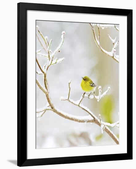 Pine Warbler Perching on Branch in Winter, Mcleansville, North Carolina, USA-Gary Carter-Framed Photographic Print