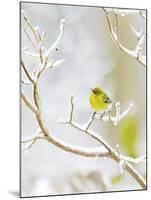 Pine Warbler Perching on Branch in Winter, Mcleansville, North Carolina, USA-Gary Carter-Mounted Photographic Print