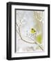 Pine Warbler Perching on Branch in Winter, Mcleansville, North Carolina, USA-Gary Carter-Framed Photographic Print