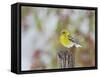 Pine Warbler-Gary Carter-Framed Stretched Canvas