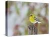 Pine Warbler-Gary Carter-Stretched Canvas