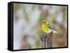 Pine Warbler-Gary Carter-Framed Stretched Canvas