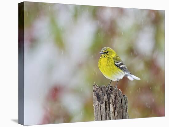 Pine Warbler-Gary Carter-Stretched Canvas