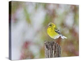 Pine Warbler-Gary Carter-Stretched Canvas