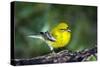 Pine Warbler-Gary Carter-Stretched Canvas