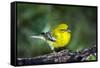 Pine Warbler-Gary Carter-Framed Stretched Canvas