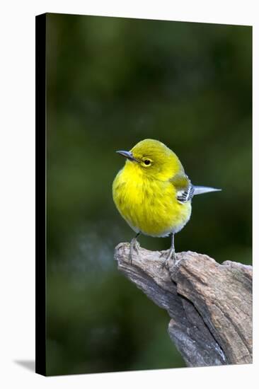 Pine Warbler-Gary Carter-Stretched Canvas