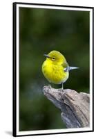 Pine Warbler-Gary Carter-Framed Premium Photographic Print