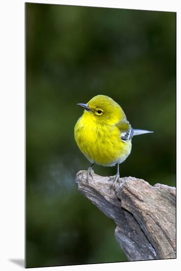 Pine Warbler-Gary Carter-Mounted Premium Photographic Print