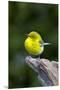 Pine Warbler-Gary Carter-Mounted Premium Photographic Print