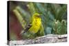 Pine Warbler-Gary Carter-Stretched Canvas