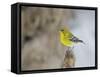 Pine Warbler-Gary Carter-Framed Stretched Canvas