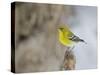 Pine Warbler-Gary Carter-Stretched Canvas