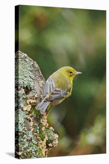 Pine Warbler-Gary Carter-Stretched Canvas