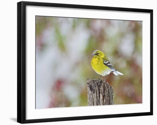 Pine Warbler-Gary Carter-Framed Photographic Print