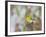 Pine Warbler-Gary Carter-Framed Photographic Print