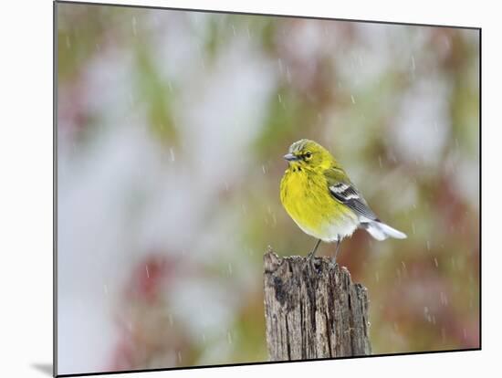 Pine Warbler-Gary Carter-Mounted Photographic Print