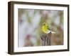 Pine Warbler-Gary Carter-Framed Photographic Print