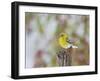 Pine Warbler-Gary Carter-Framed Photographic Print