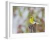 Pine Warbler-Gary Carter-Framed Photographic Print