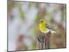 Pine Warbler-Gary Carter-Mounted Photographic Print