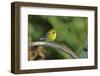 Pine Warbler-Gary Carter-Framed Photographic Print