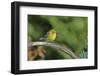 Pine Warbler-Gary Carter-Framed Photographic Print