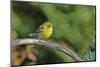 Pine Warbler-Gary Carter-Mounted Photographic Print