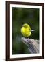 Pine Warbler-Gary Carter-Framed Photographic Print