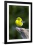 Pine Warbler-Gary Carter-Framed Photographic Print