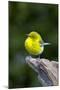 Pine Warbler-Gary Carter-Mounted Photographic Print