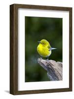 Pine Warbler-Gary Carter-Framed Photographic Print