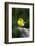 Pine Warbler-Gary Carter-Framed Photographic Print