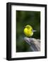 Pine Warbler-Gary Carter-Framed Photographic Print