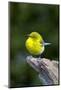 Pine Warbler-Gary Carter-Mounted Photographic Print