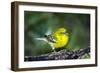 Pine Warbler-Gary Carter-Framed Photographic Print