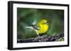 Pine Warbler-Gary Carter-Framed Photographic Print