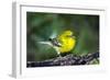 Pine Warbler-Gary Carter-Framed Photographic Print