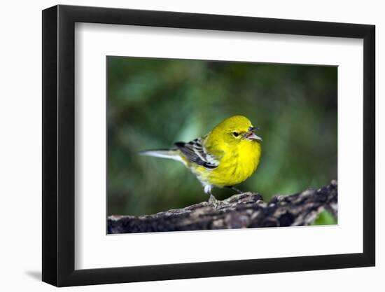 Pine Warbler-Gary Carter-Framed Photographic Print