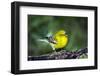 Pine Warbler-Gary Carter-Framed Photographic Print