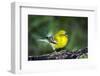 Pine Warbler-Gary Carter-Framed Photographic Print