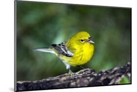 Pine Warbler-Gary Carter-Mounted Photographic Print