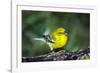 Pine Warbler-Gary Carter-Framed Photographic Print